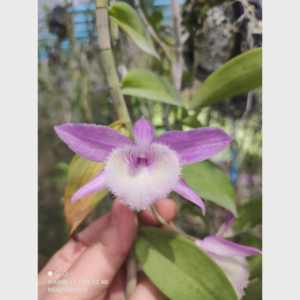 Dendrobium aphyllum 1 Plant fragrant orchid Rare and Beautiful