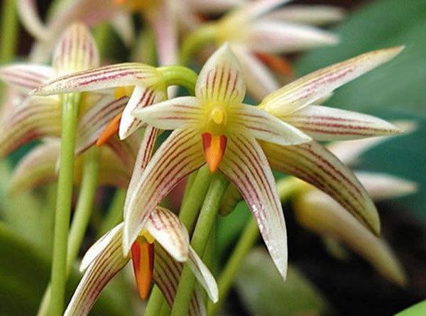 Bulbophyllum affine