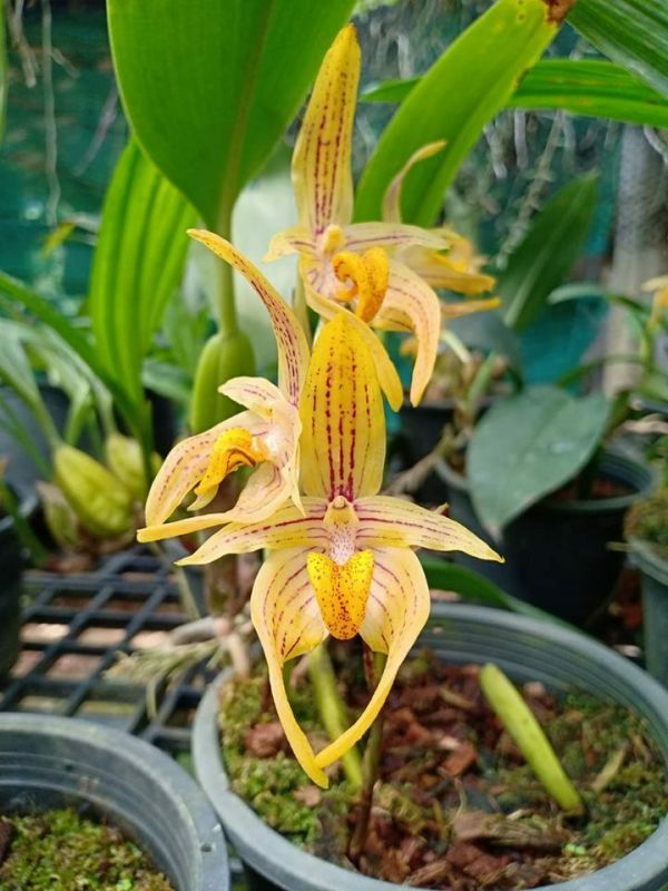 Bulbophyllum variabile