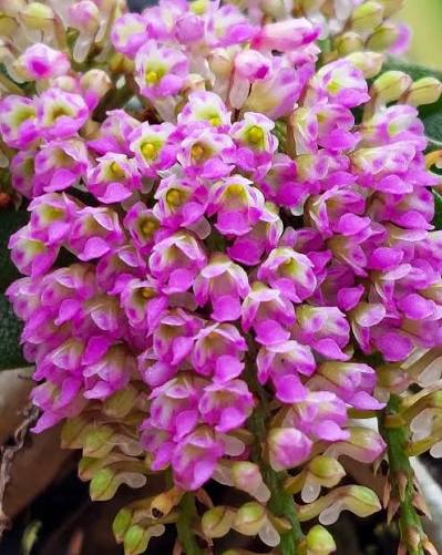 Schoenorchis fragrans