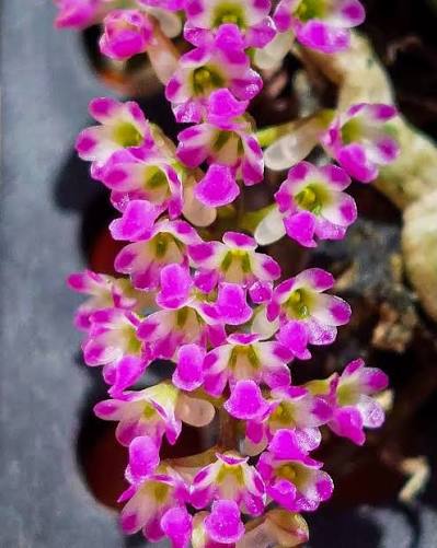 Schoenorchis fragrans
