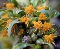 Bulbophyllum sutepense