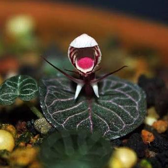 Corybas ecarinatus
