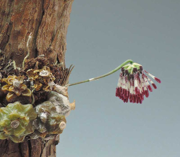 Bulbophyllum lemniscatoides