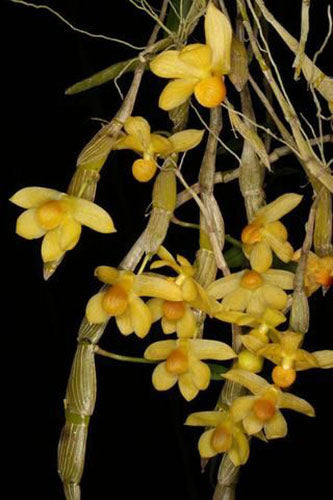 Dendrobium chrysocrepis