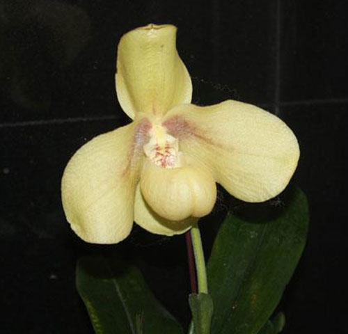 Paphiopedilum hangianum