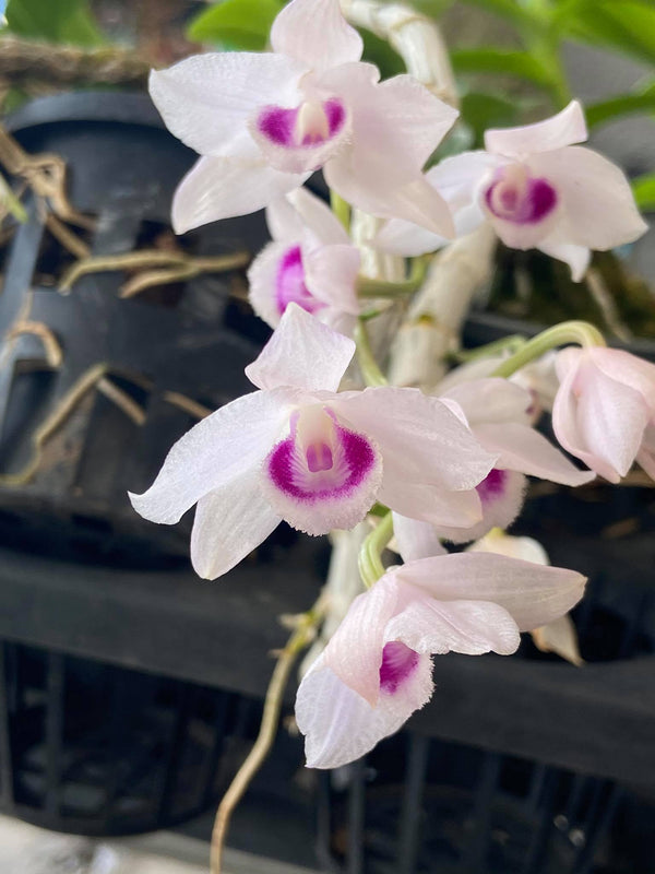 Dendrobium parishii semi alba