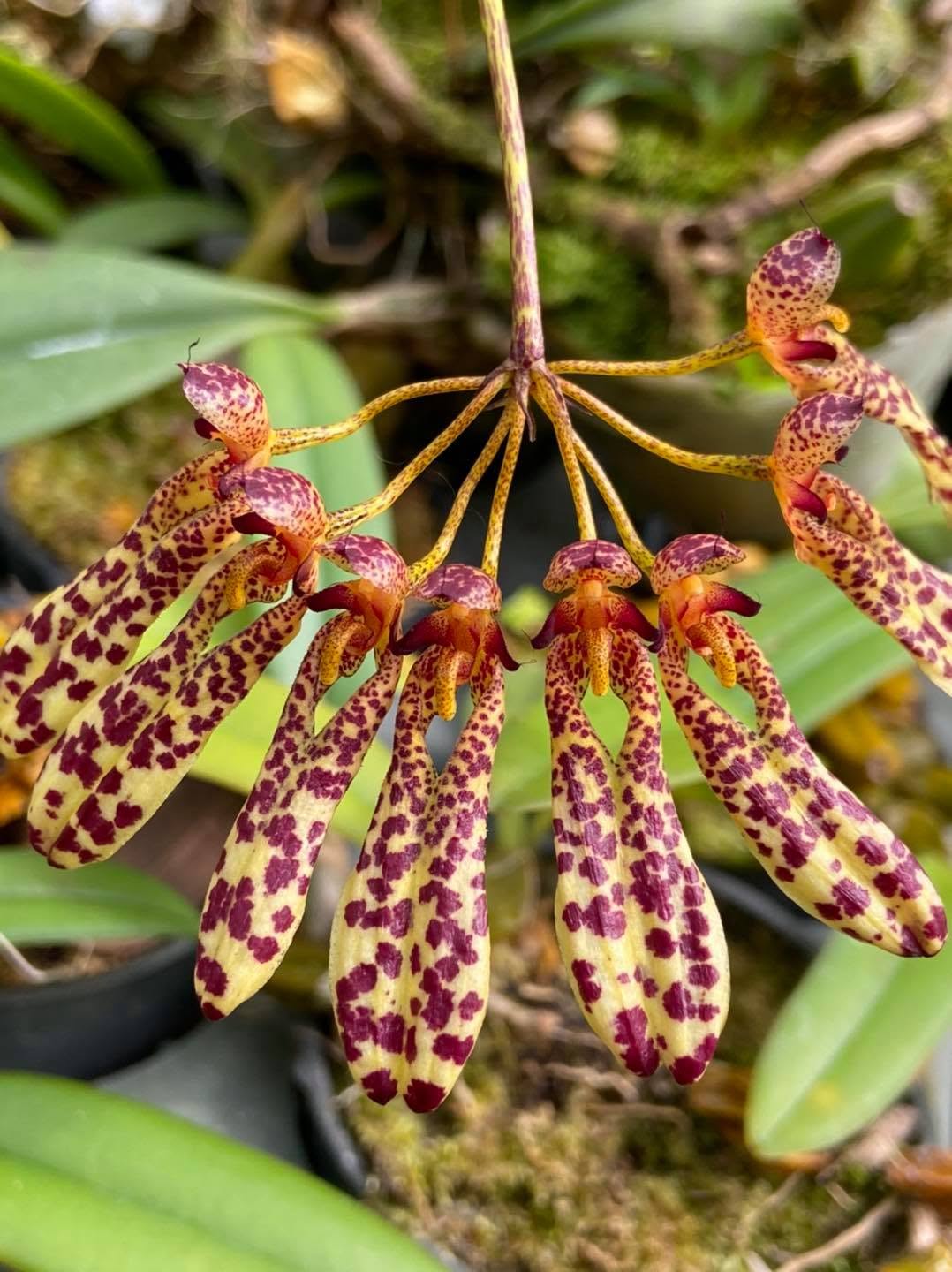 Bulbophyllum longiflorum 'Dark Spots'
