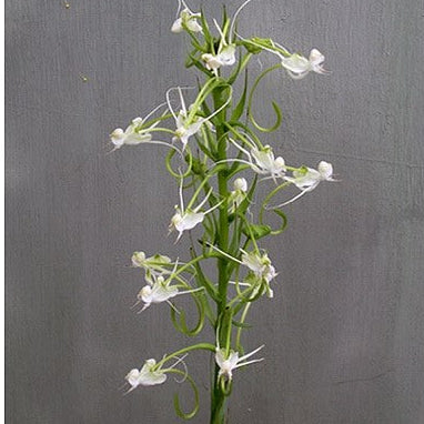 Habenaria amplexicaulis