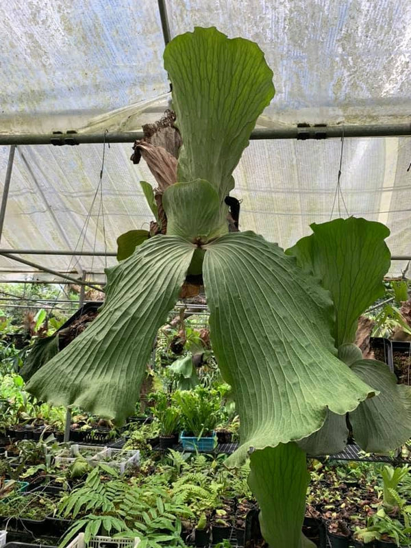 PLATYCERIUM