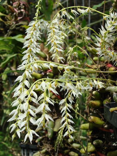 Bulbophyllum sukhakulii