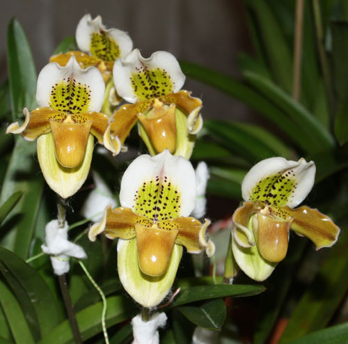 Paphiopedilum exul