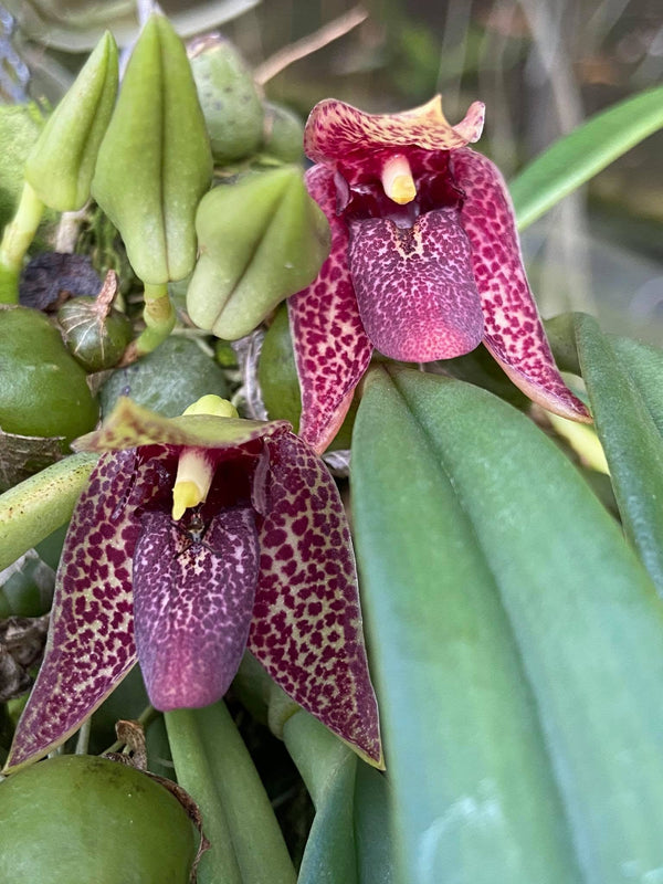 Bulbophyllum disciflora