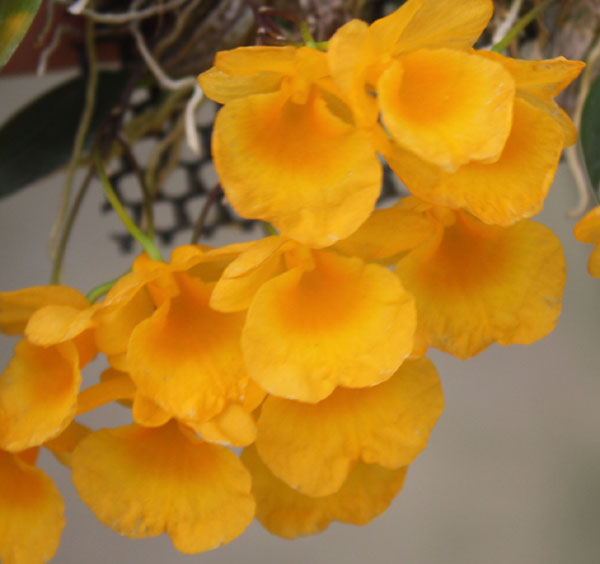 Dendrobium jenkinsii
