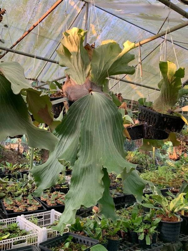 Platycerium elephantotis