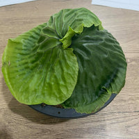 Platycerium madagascariense