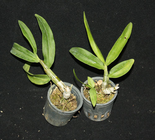 Dendrobium lanyaiae
