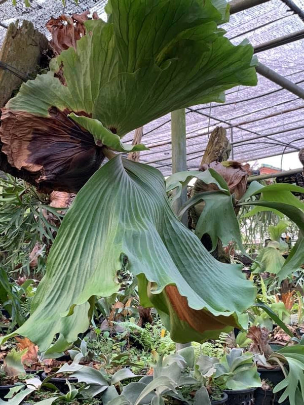 Platycerium elephantotis