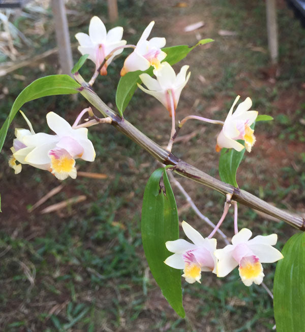 Dendrobium chittimae