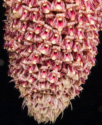 Bulbophyllum beccarii