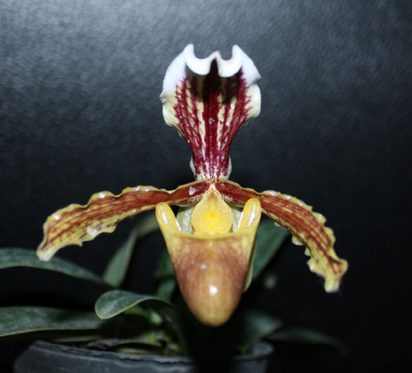 Paphiopedilum barbigerum var.sulivongii