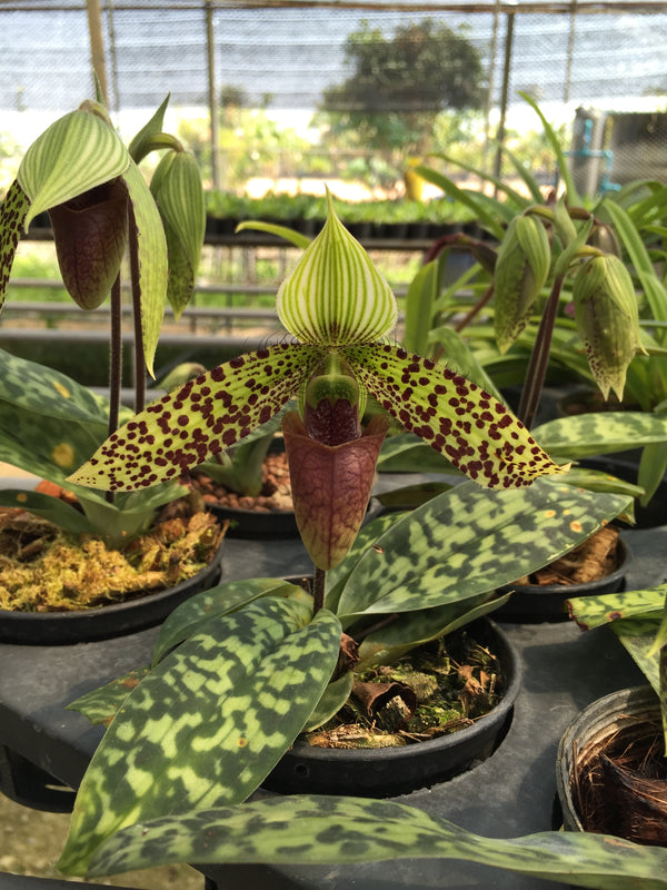 Paphiopedilum sukhakulii