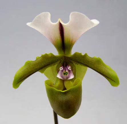 Paphiopedilum spicerianum