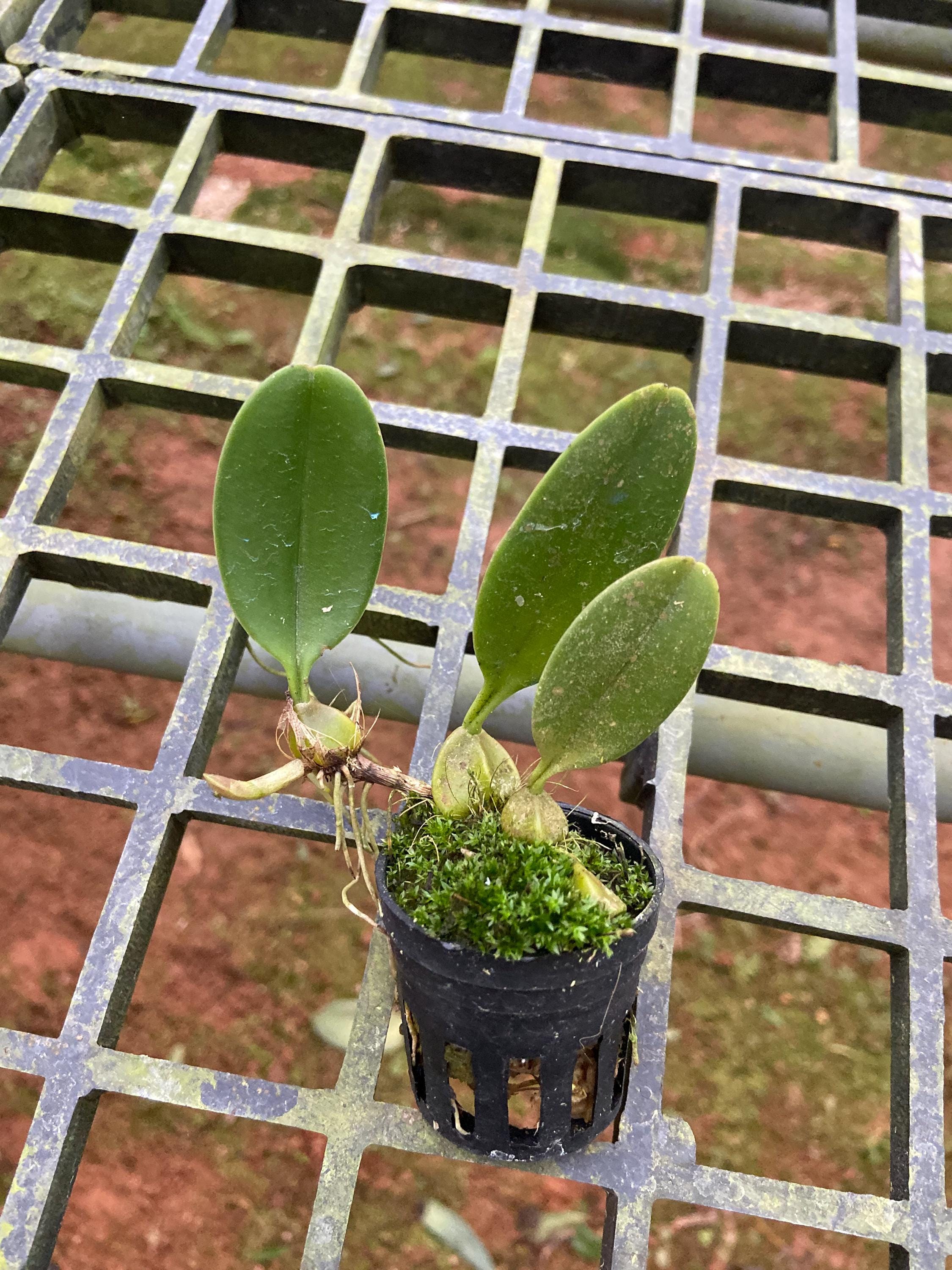 Bulbophyllum annamense 1 Plant Orchid (Rare Collector's Item)