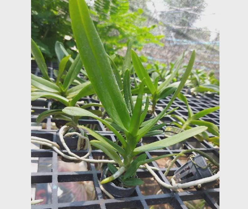 Aerides houlletiana Orchid Plant (Starter Size) – Yellow Purple Blooms