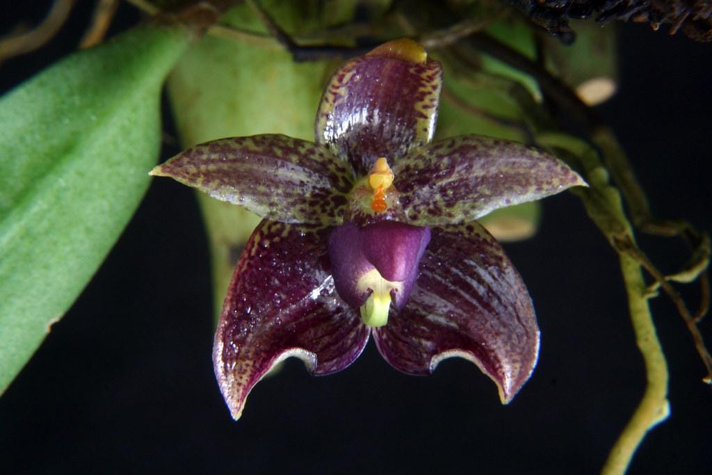 Bulbophyllum ecornutum 1 Orchid Plant, Bloom Size,Mini Orchid Collection