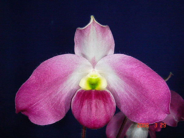 Paphiopedilum vietnamense