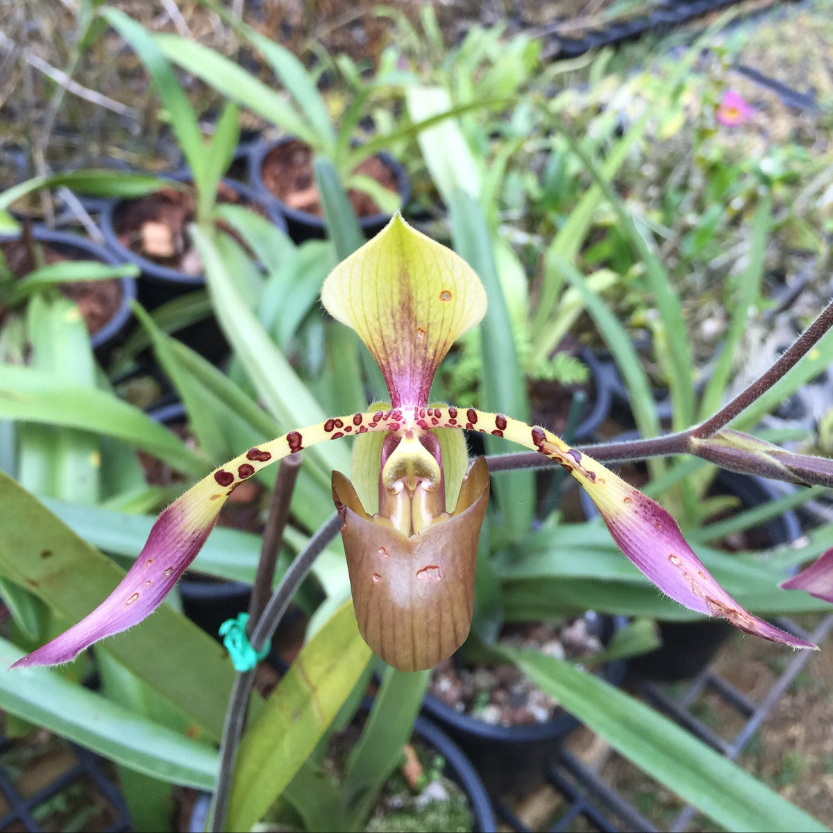Paphiopedilum lowii