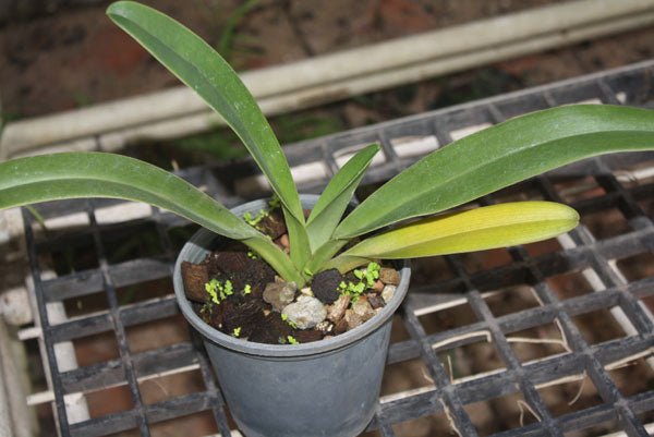 Paphiopedilum parishii