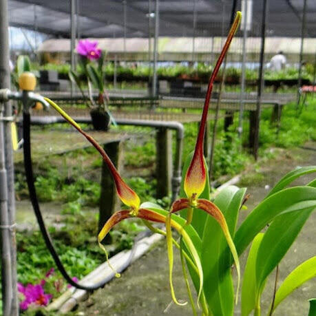 Bulbophyllum unitubum