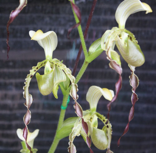 Paphiopedilum parishii