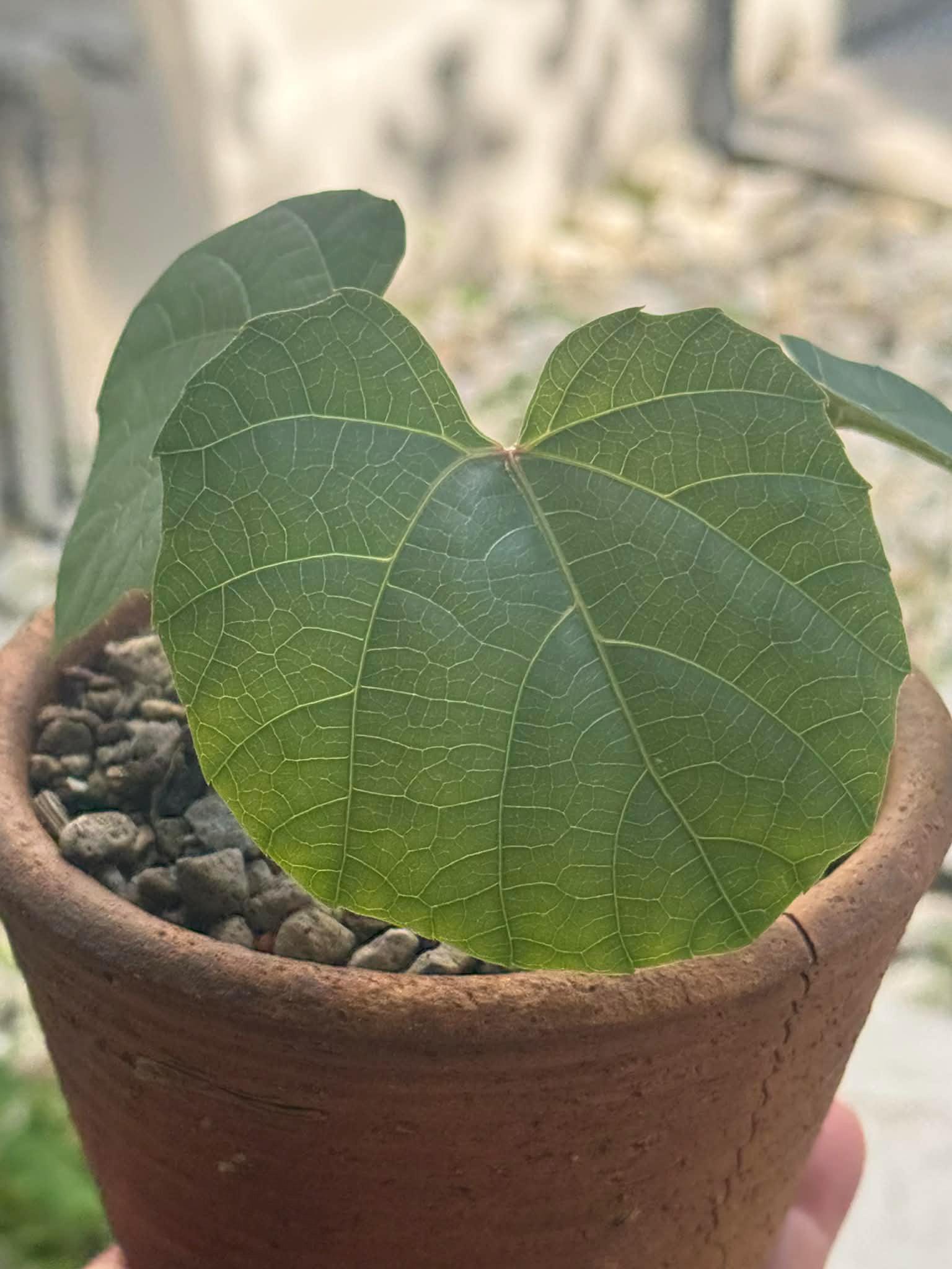 Anperoshissasu Marutini アンペロシッサス・マルティニ   1 Plant Caudex plant Ampelocissus Martini Wild Grape