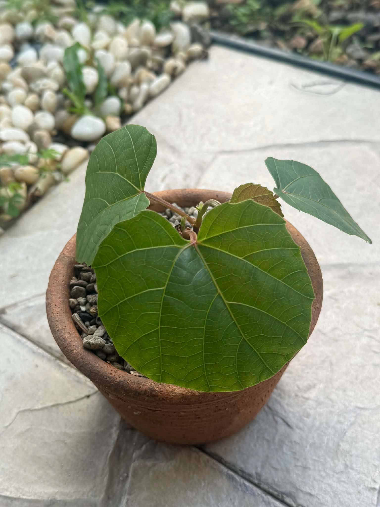 Anperoshissasu Marutini アンペロシッサス・マルティニ   1 Plant Caudex plant Ampelocissus Martini Wild Grape