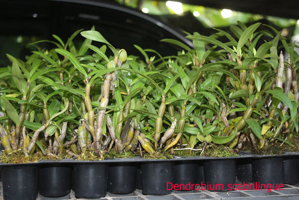 Dendrobium scabrilingue