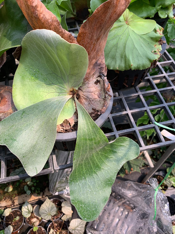 Platycerium elemaria , Platycerium × elemaria (P. elephantotis × P. stemaria)