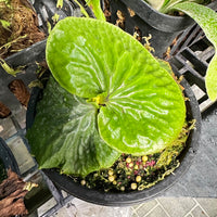 Platycerium madagascariense