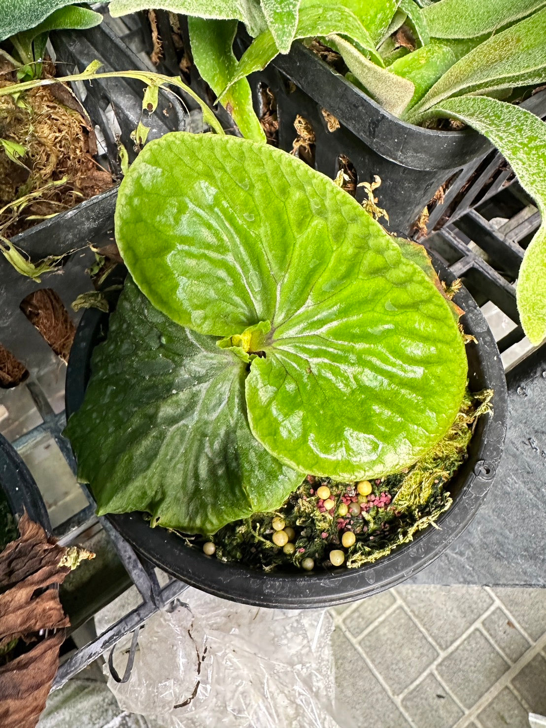 Platycerium madagascariense