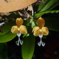 Pennilabium struthio