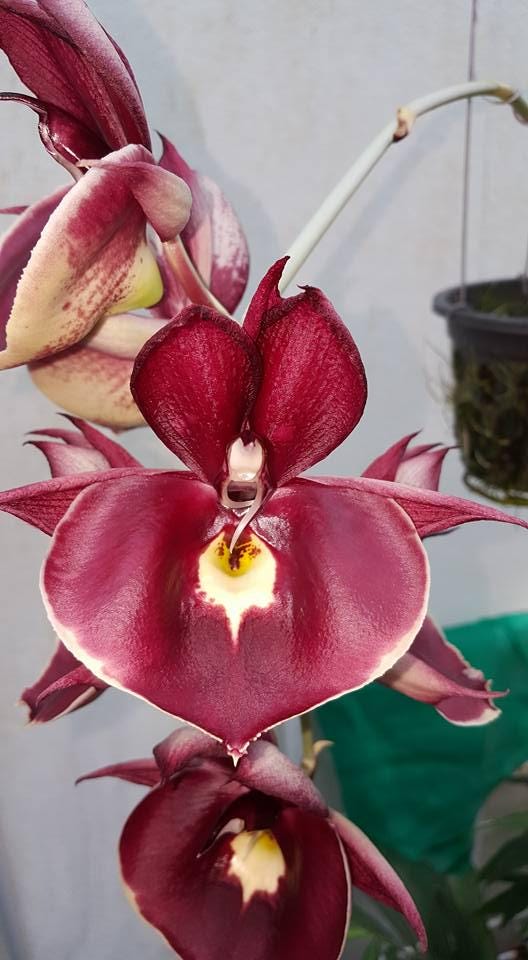 Catasetum Penang Hybrid Orchid: Rare Bloom Size Plant (3.5" Pot)