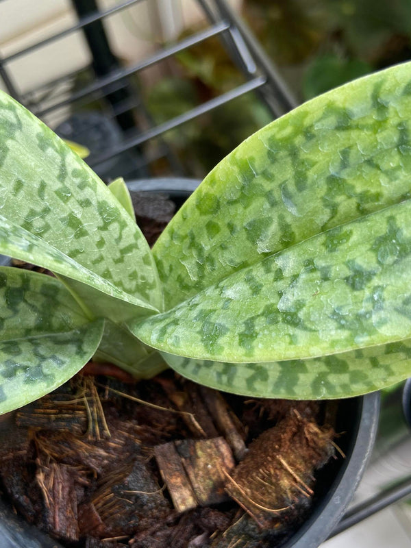 Paphiopedilum venustum f. album