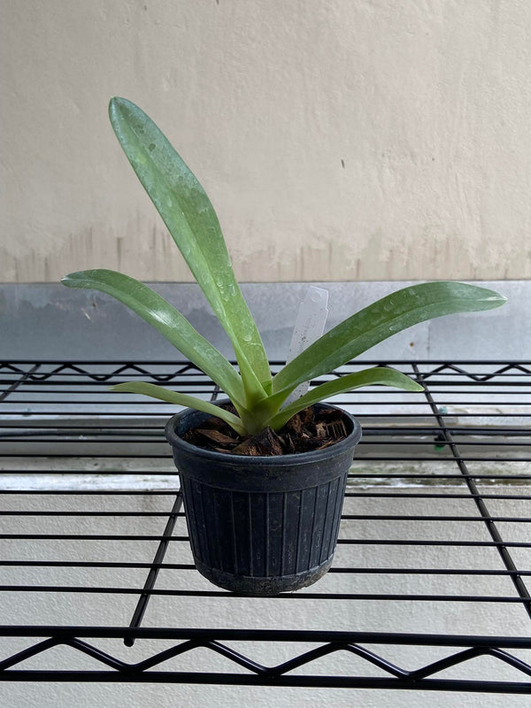 Paphiopedilum lowii