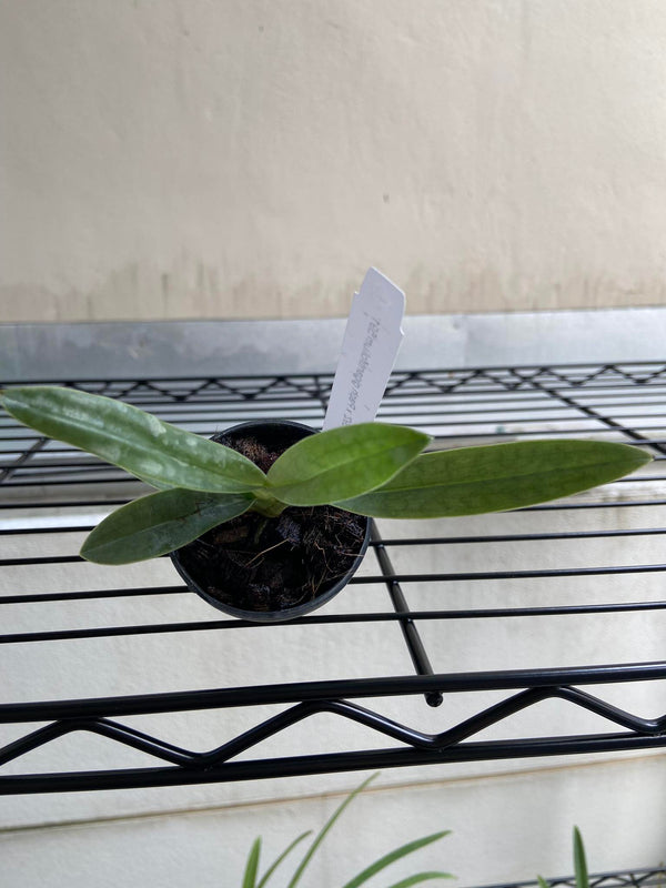 Paphiopedilum gigantifolium