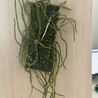Chiloschista nakornpanomensis Orchid Plant, Leafless Collection (Bloom Size)
