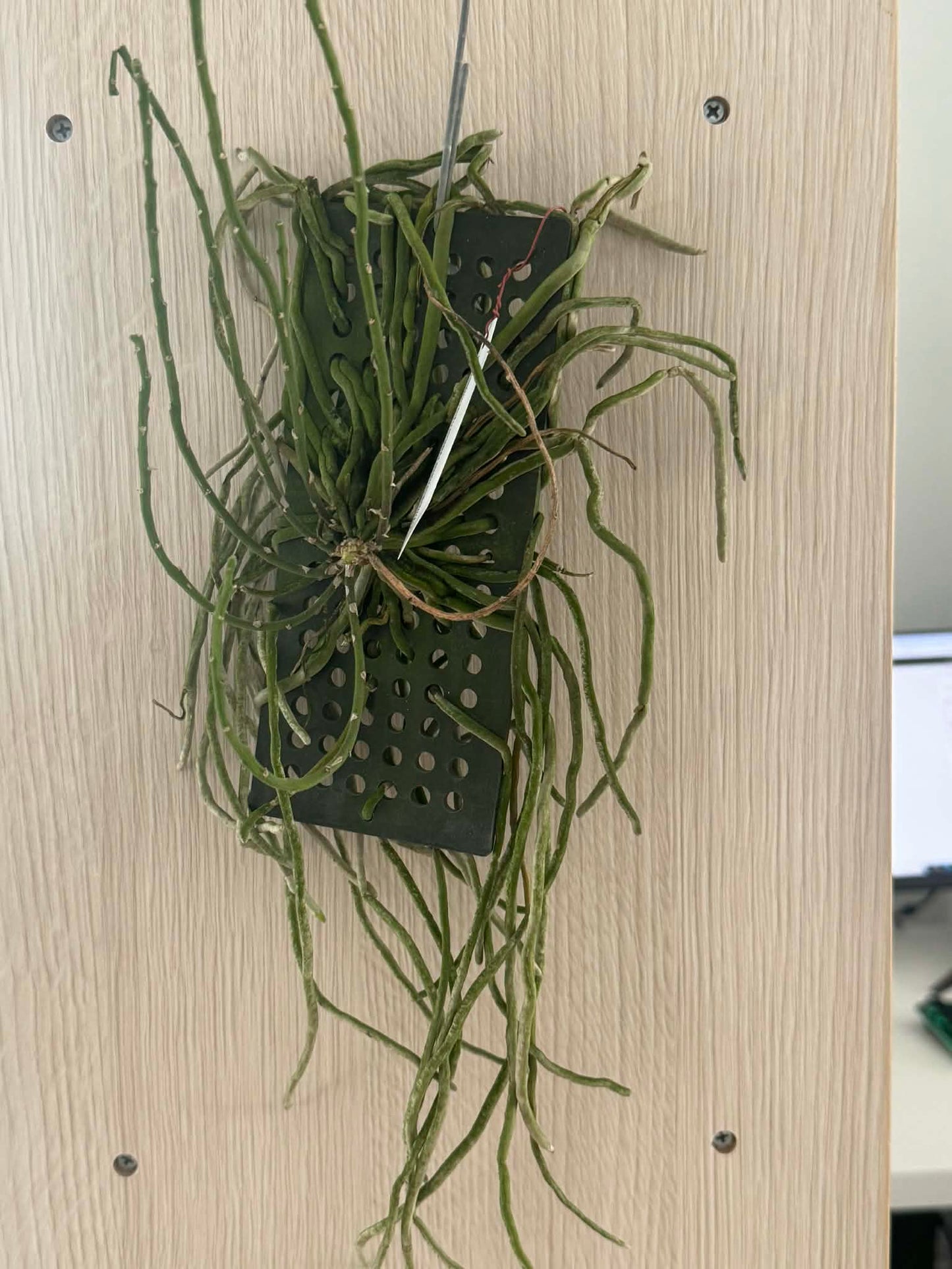 Chiloschista nakornpanomensis Orchid Plant, Leafless Collection (Bloom Size)