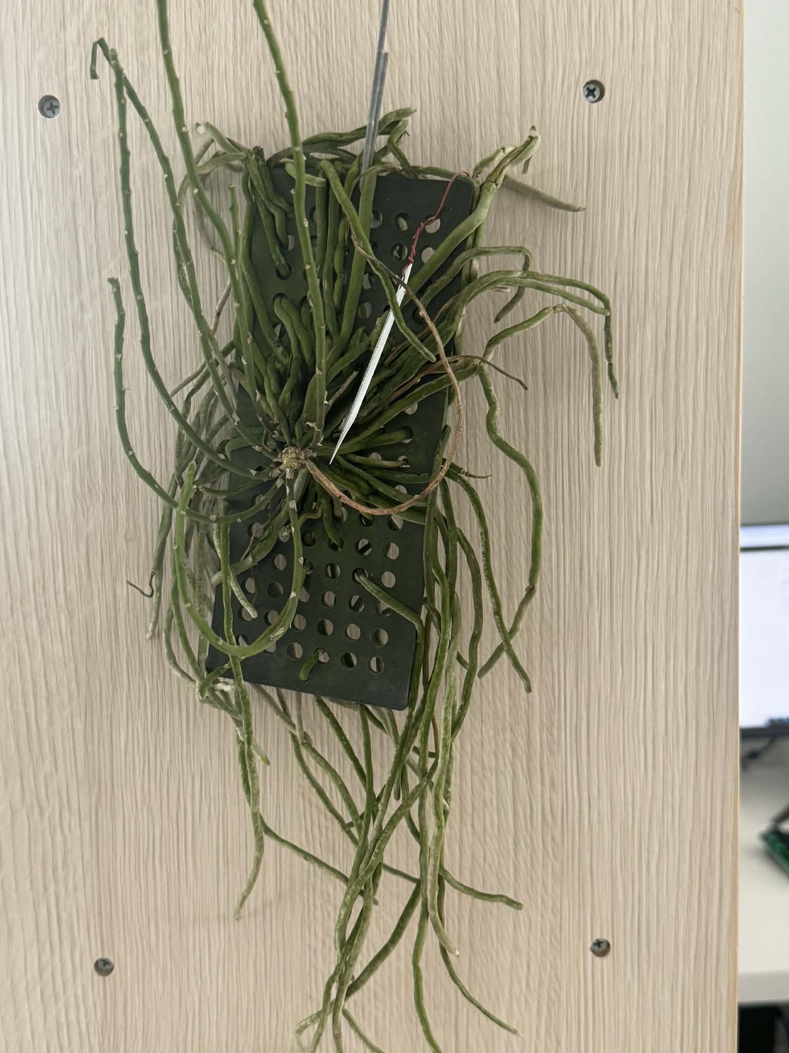 Chiloschista nakornpanomensis Orchid Plant, Leafless Collection (Bloom Size)