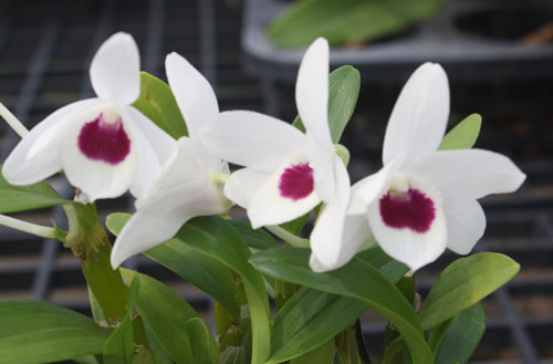Dendrobium Nobile Type